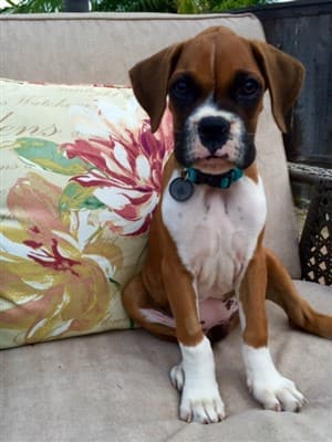 Boxer puppy that survived Parvo