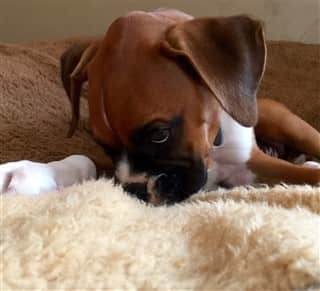 Boxer puppy that survived parvovirus