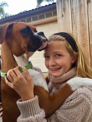 boxer-puppy-recovered-from-parvo