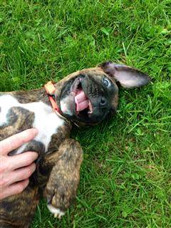 Boxer puppy smiling