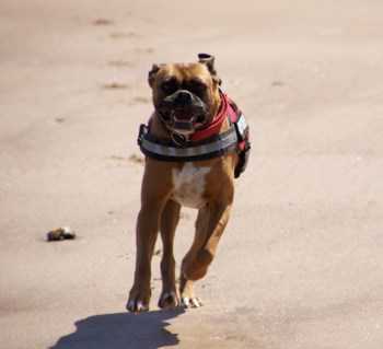 Boxer dog running on beach
