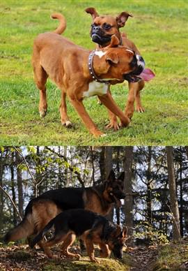 boxer-vs-german-shepherd