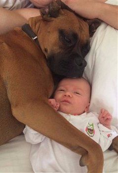 Boxer dog with baby