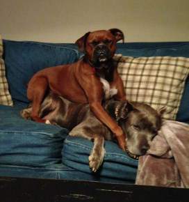 Boxer and other dogs-1