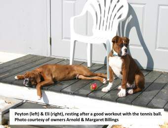 Two Boxer Dogs on Front Deck