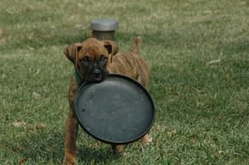 Young Boxer dog with frisbee