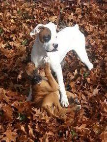 two Boxer dogs outside in leaves