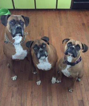 3 Boxer dogs