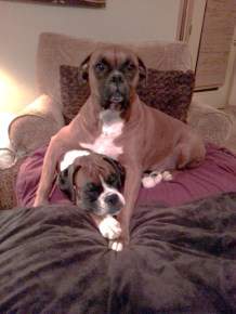 multiple Boxer dogs