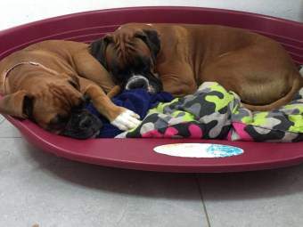 two Boxer dogs sleeping together