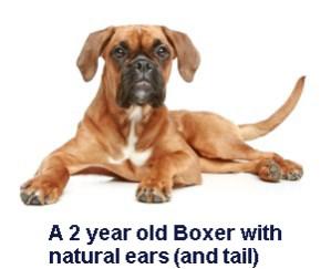 Boxer with natural ears