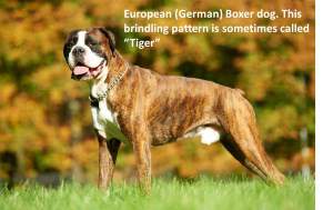 European Boxer dog