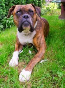 Brindle Boxer with white markings