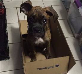 My boxer puppy is out hot sale of control