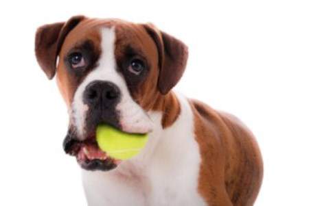 Boxer dog chewing on ball
