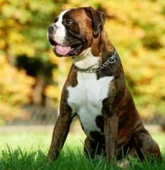 Are Boxers Vocal Dogs?