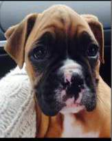 8 week old Boxer puppy