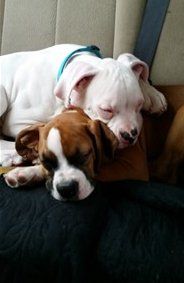 boxer dogs sleeping on each other