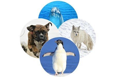 dog-penguin-dolphin-arctic-fox-comparison