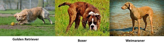 The Boxer Dog VS Other Breeds