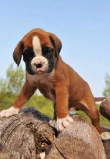 cute Boxer puppy standing on rock