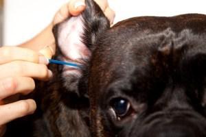 Cleaning Boxer dog ear