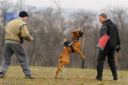 European Boxer dog training