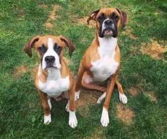 two Boxer dogs sitting outside