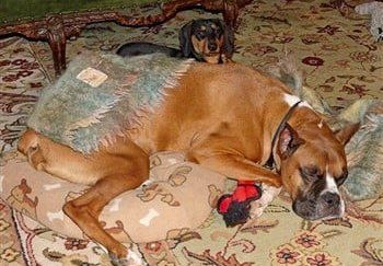 boxer-dog-at-shelter