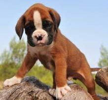 Red fawn colored Boxer puppy