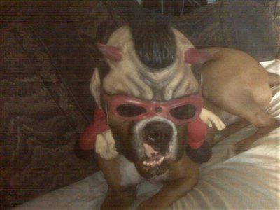 boxer-dog-punk-rock-halloween-costume