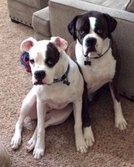 two white Boxer dogs