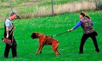 boxer-dog-training-to-protect