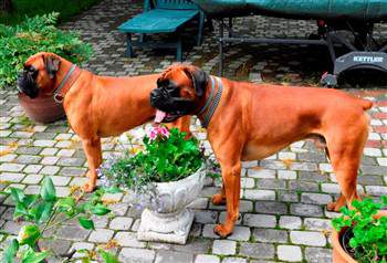 father and son Boxer dogs