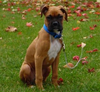 fawn-boxer-dog-typical
