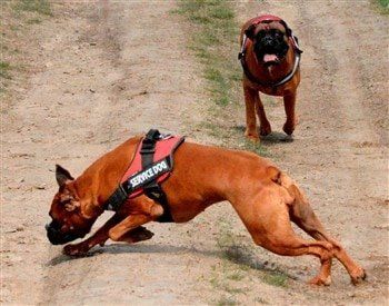 female-IPO-Boxer-dog-dodging