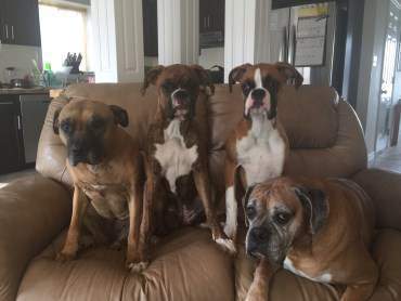 four Boxer dogs of all ages