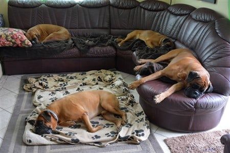 four Boxer dogs sleeping