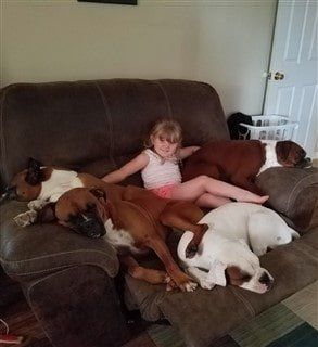 four Boxer dogs on chair with young child