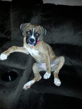 Boxer puppy 13 weeks old