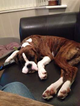 funny Boxer dog sleeping with remote