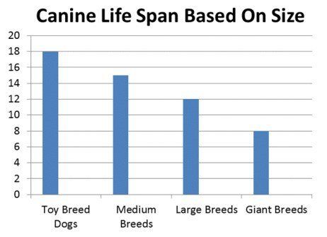 Toy vs small vs large dog life span