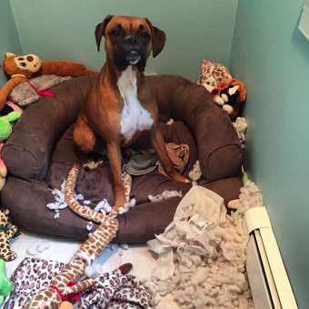 how do you potty train a boxer puppy