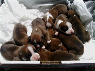 litter of boxer newborn puppies