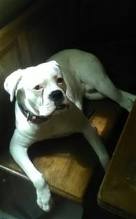 male adult white Boxer dog