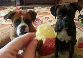 Two Boxer dogs side by side