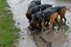multiple-boxer-dogs-in-rain