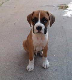 10 week old nice Boxer pup