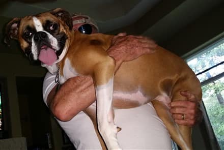 owner-holding-boxer-dog