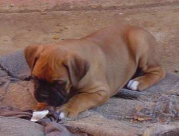 Round Boxer puppy with healthy fat